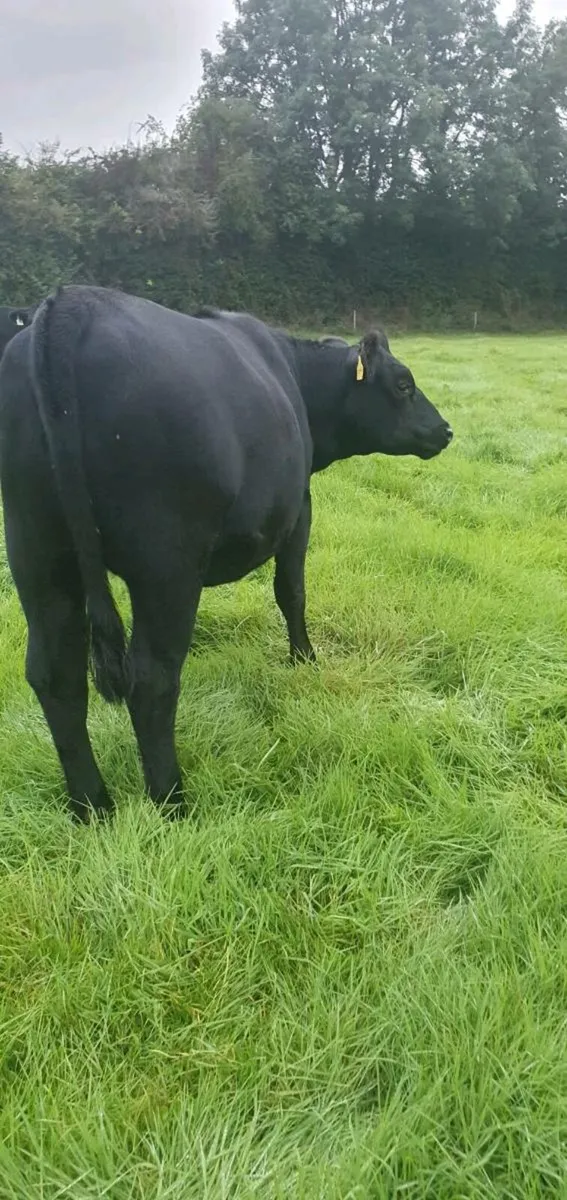 Angus Heifers - Image 4