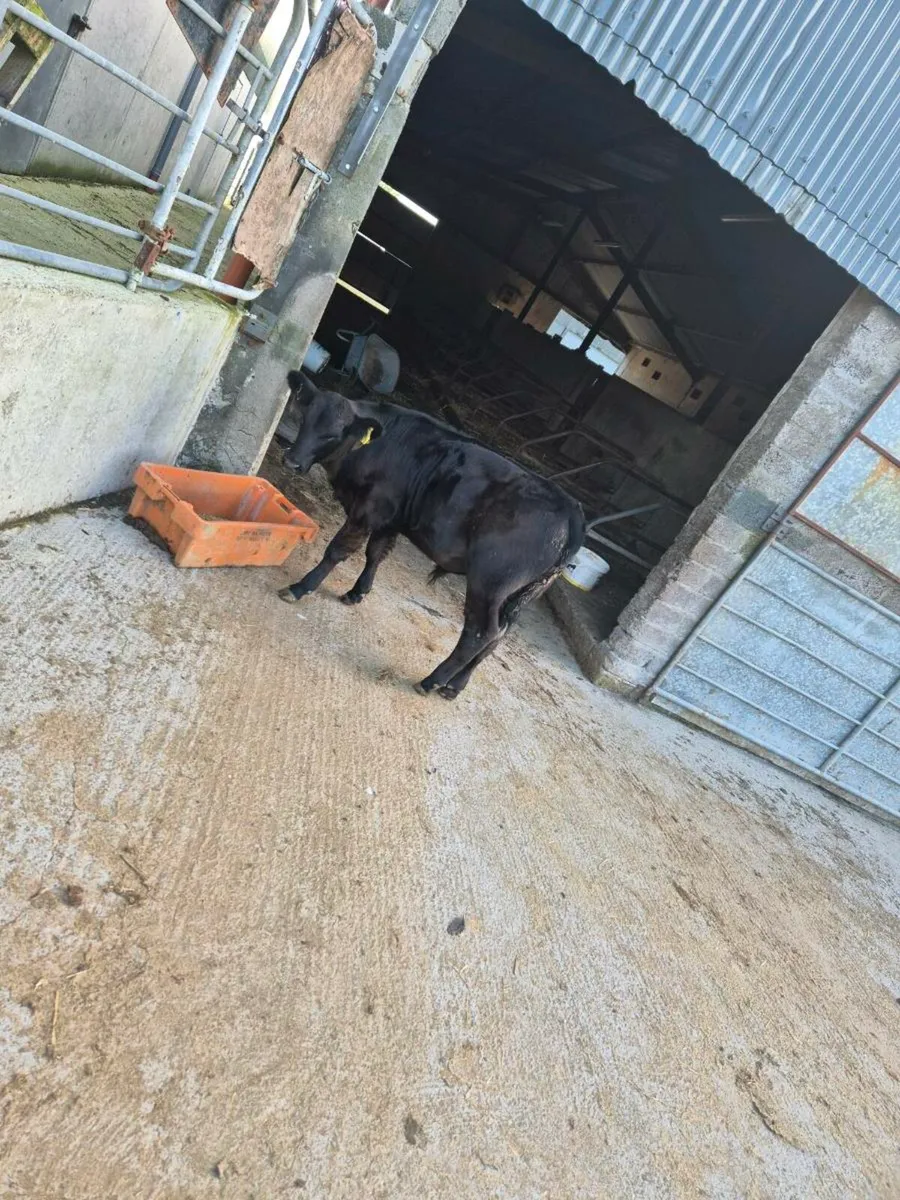 Organic Angus calf - Image 2