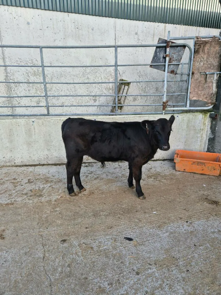 Organic Angus calf - Image 1