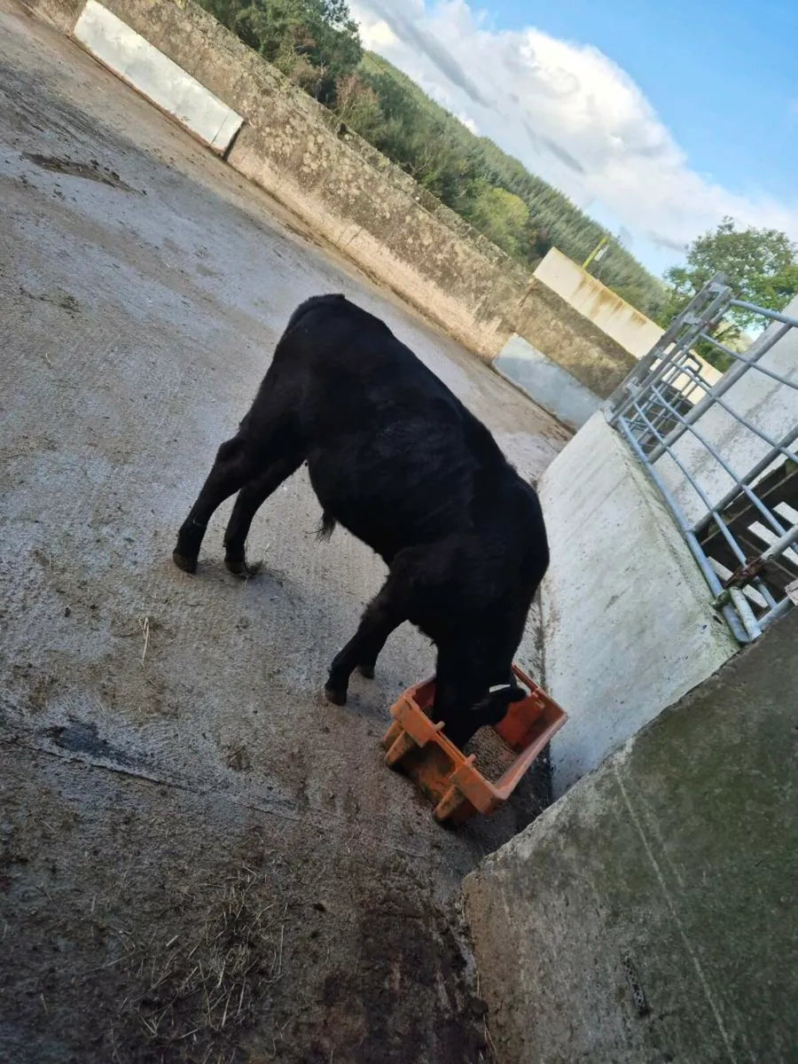 Organic Angus calf - Image 4