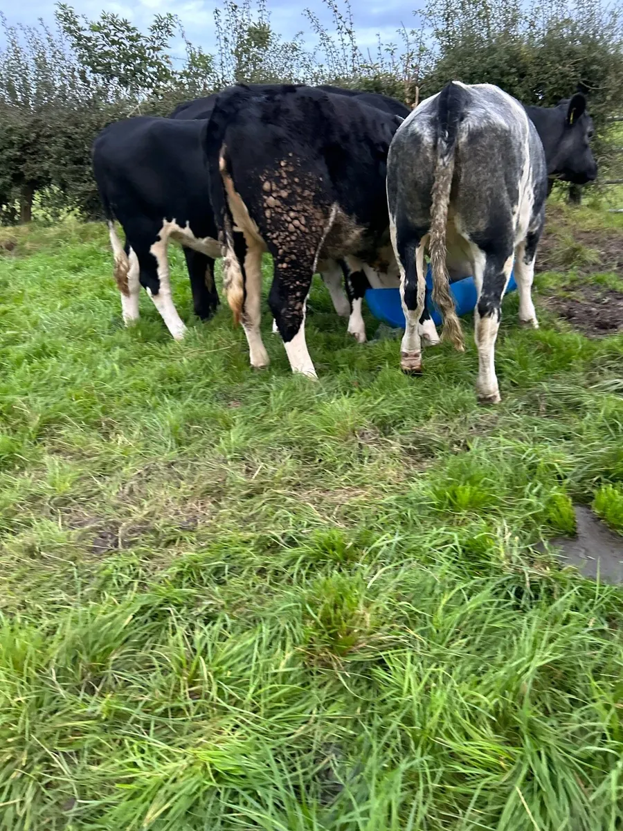 Heifers for sale - Image 2