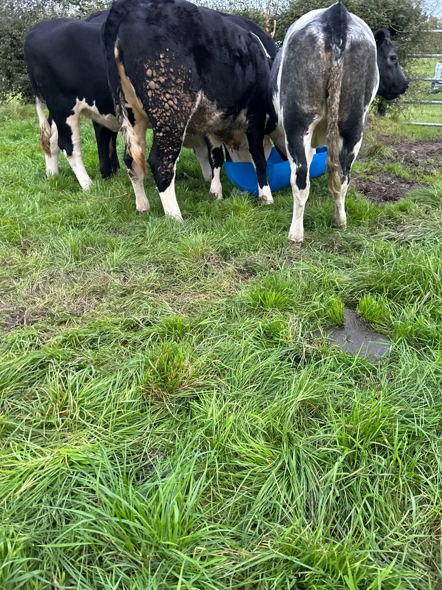 Heifers for sale - Image 3
