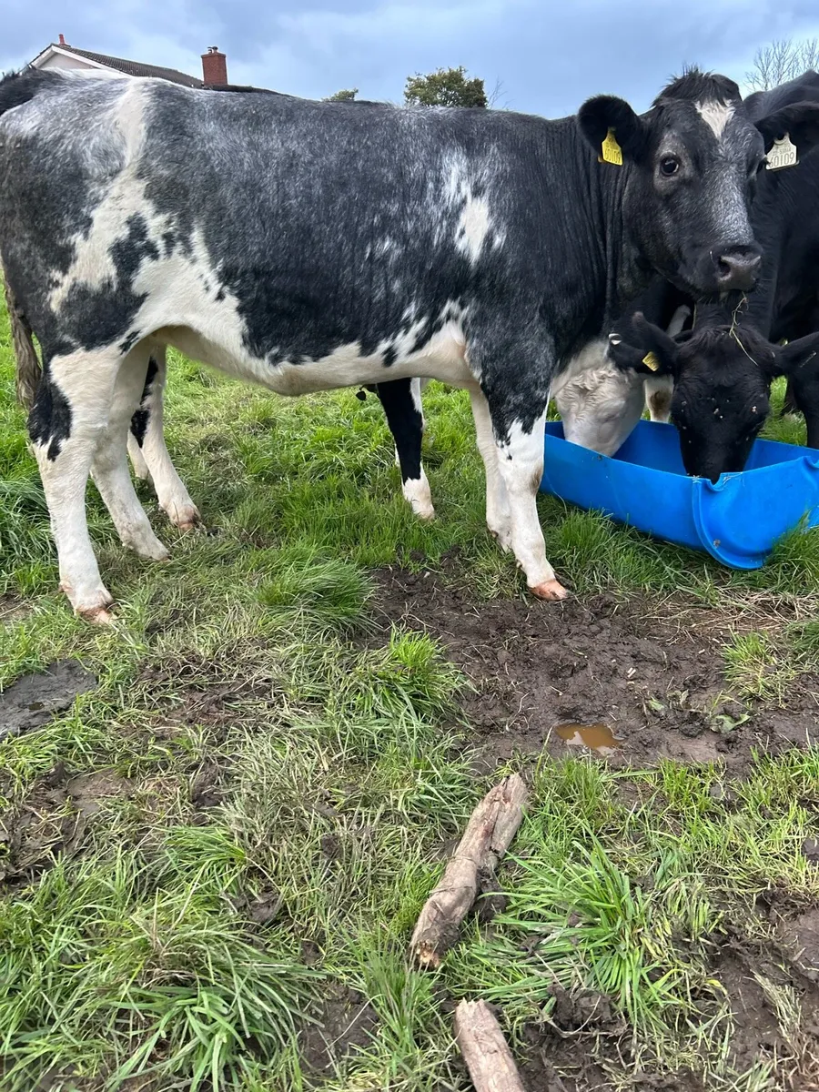 Heifers for sale - Image 4