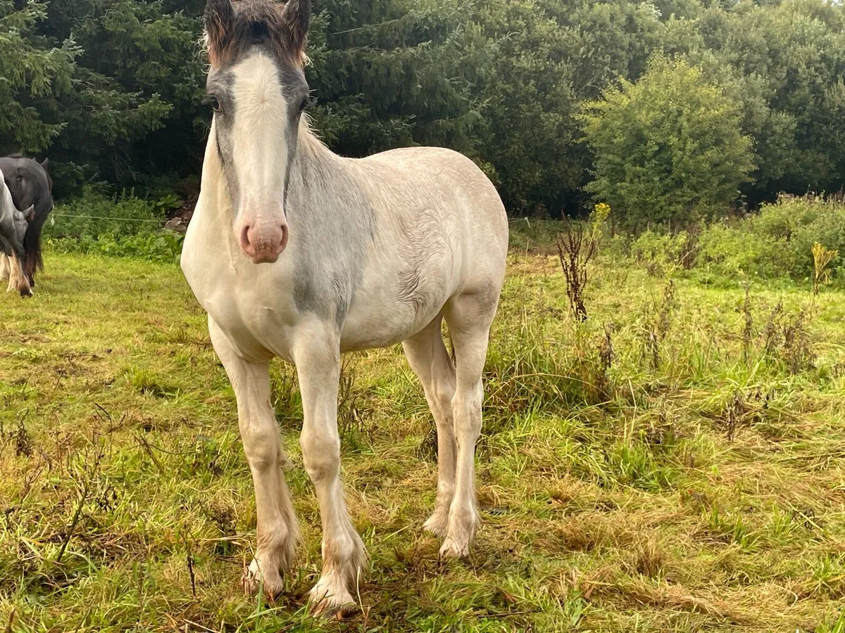 Blue and white filly foal - Image 1