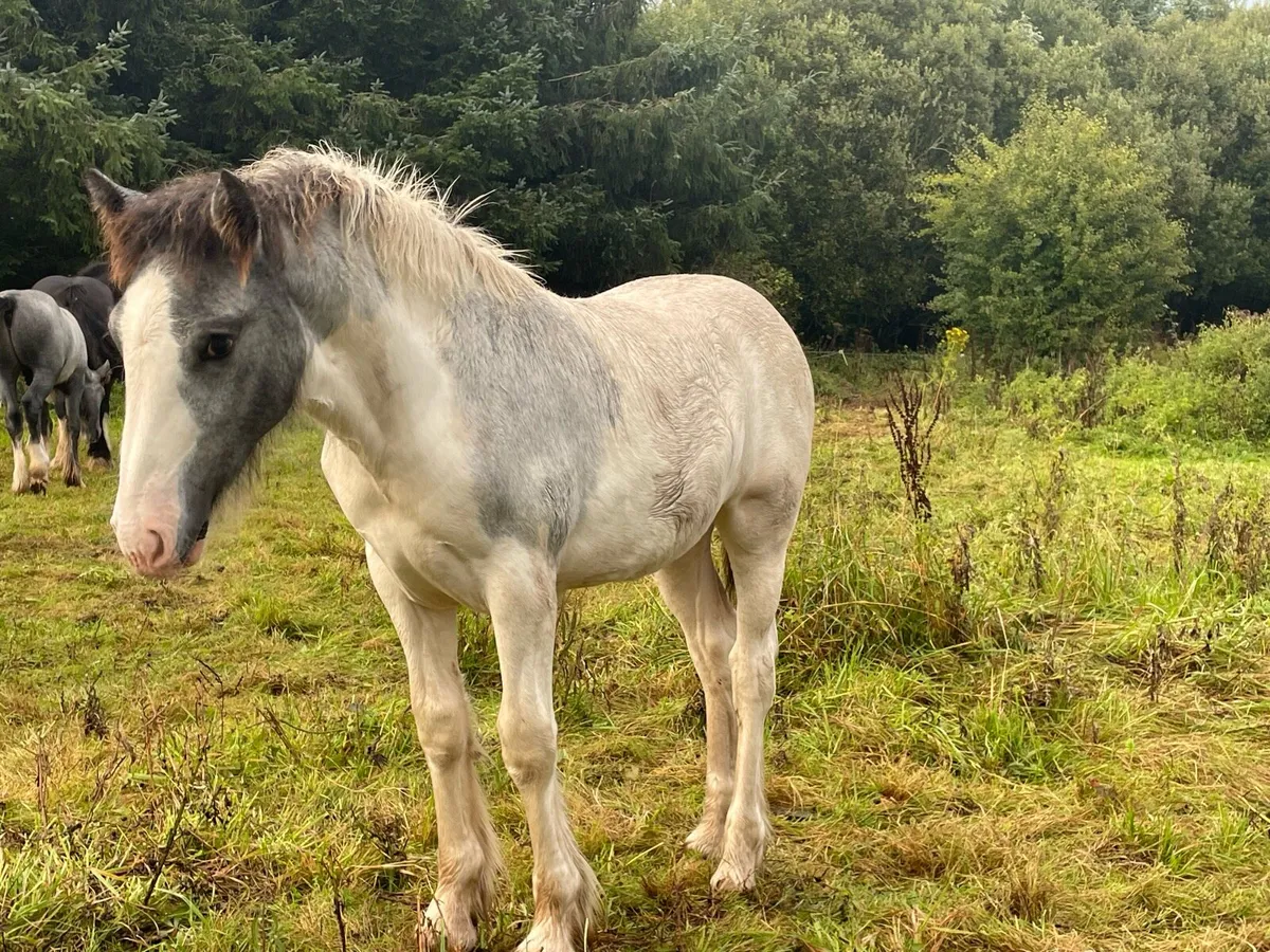 Blue and white filly foal - Image 3