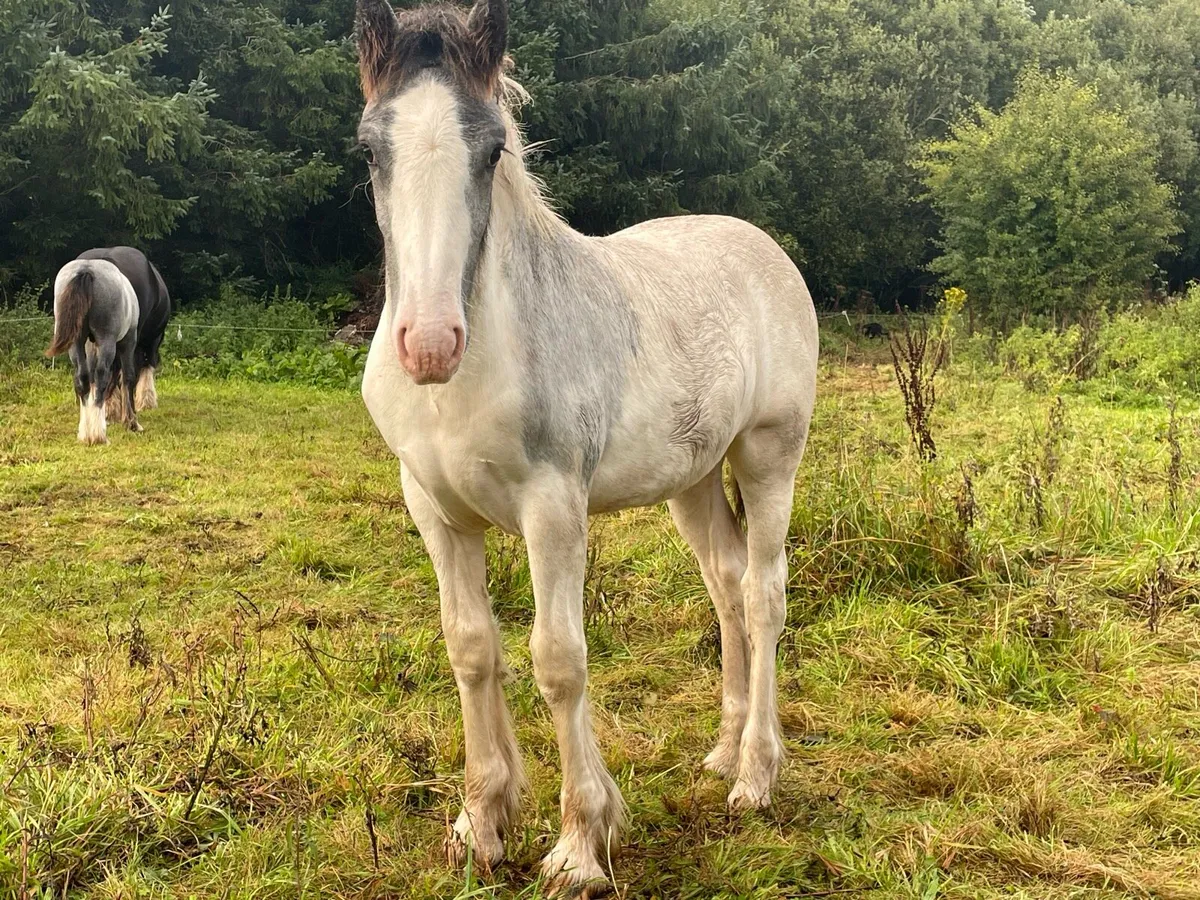Blue and white filly foal - Image 4