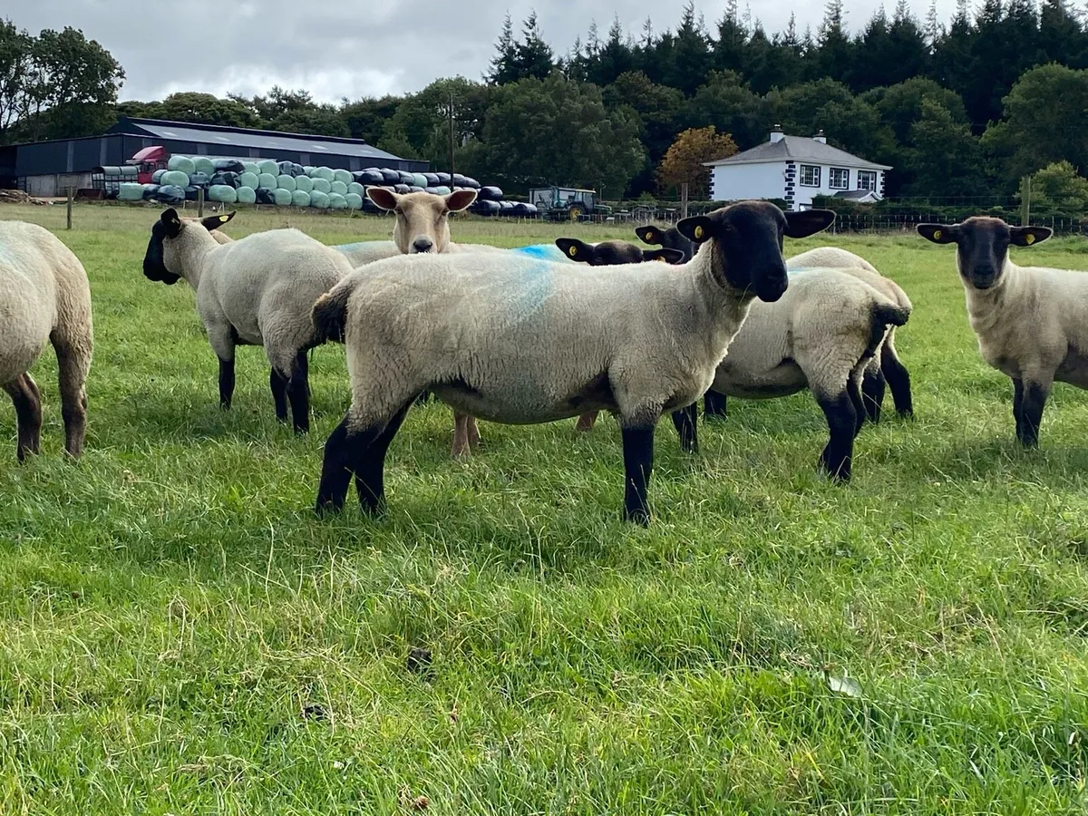 Hogget Ewes - Image 2