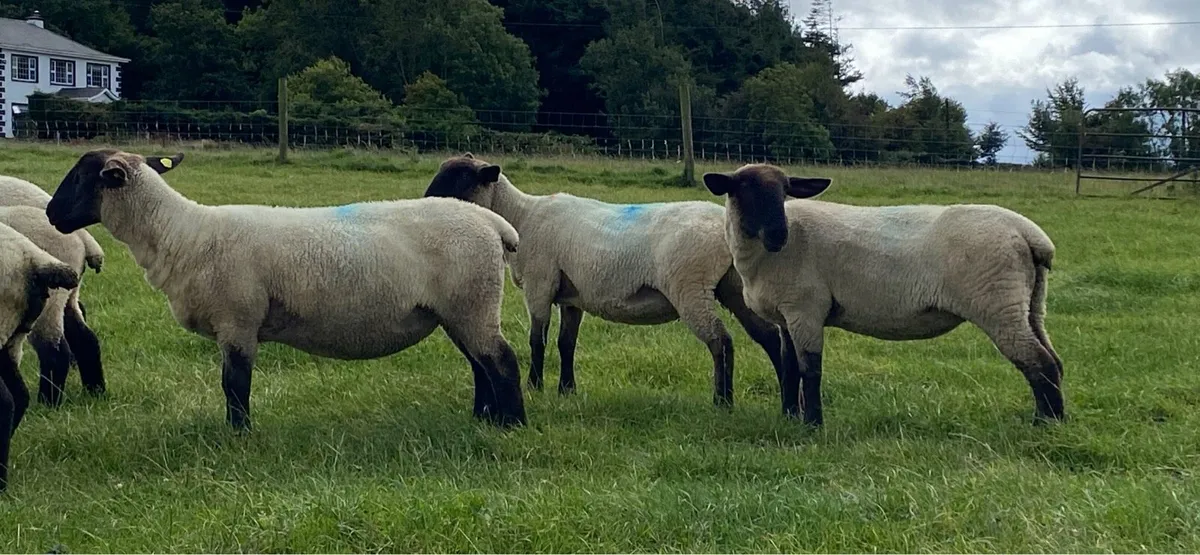 Hogget Ewes - Image 3