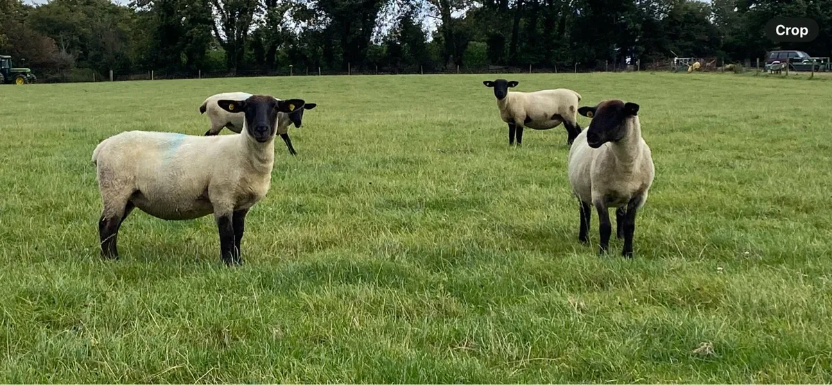 Hogget Ewes - Image 4