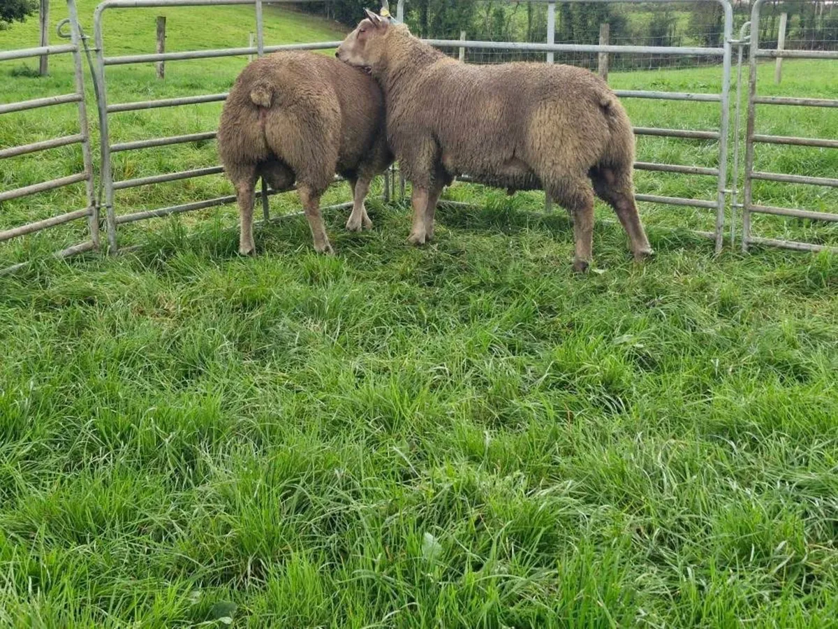 Charollais ram sale in Cootehill livestock mart - Image 3