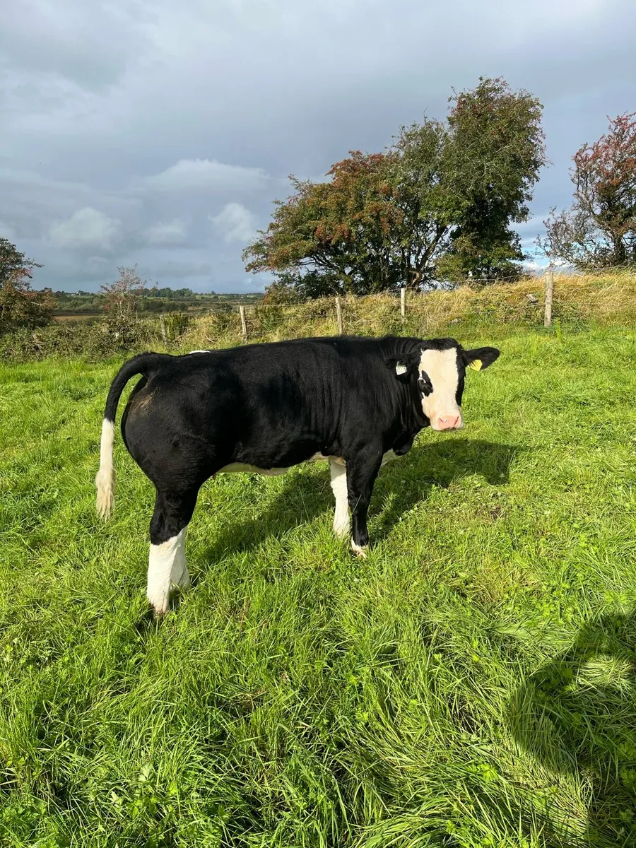 🌟BALLA 9th SEPT🌟 Super selection of weanlings - Image 2