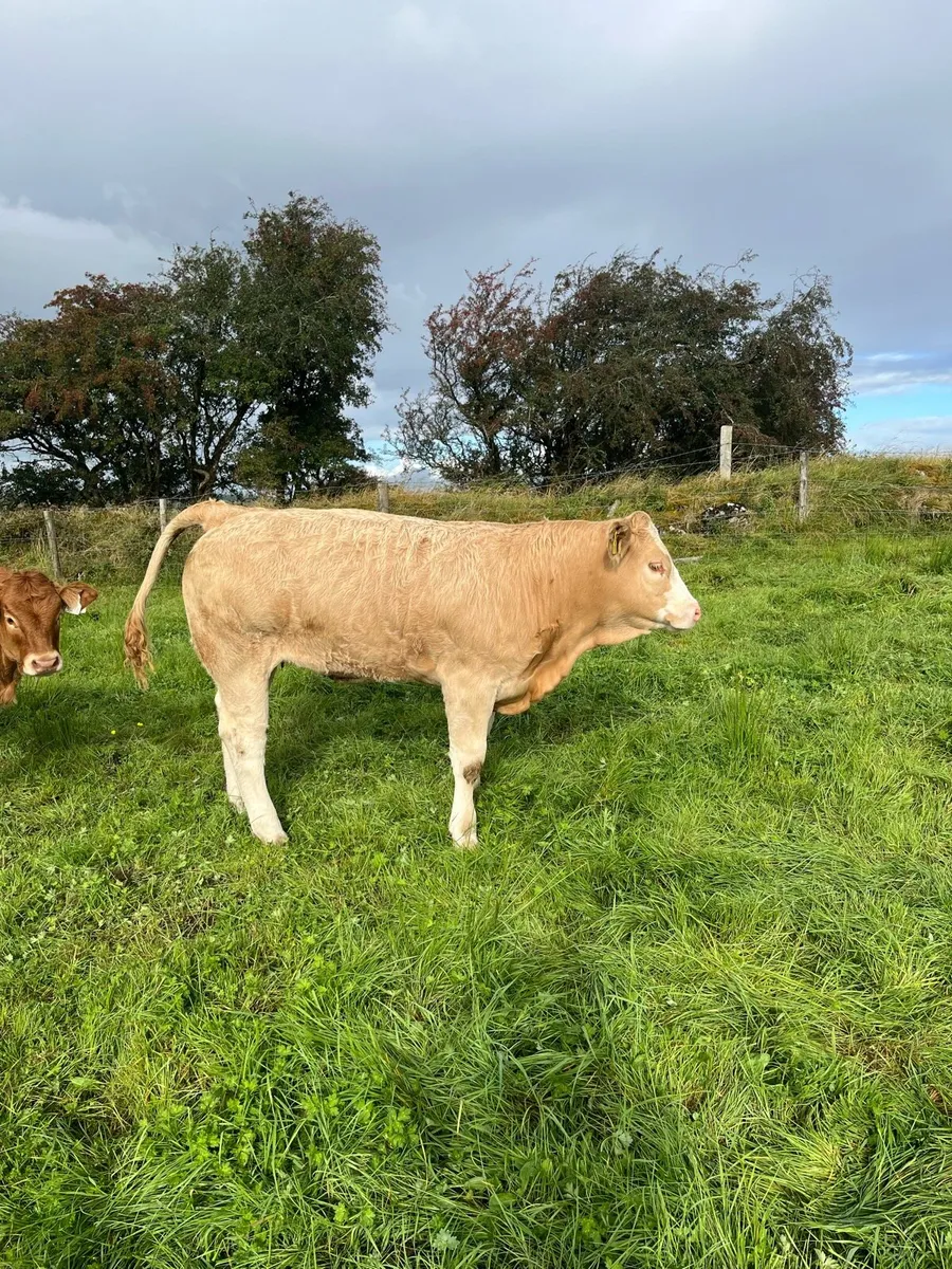 🌟BALLA 9th SEPT🌟 Super selection of weanlings - Image 3