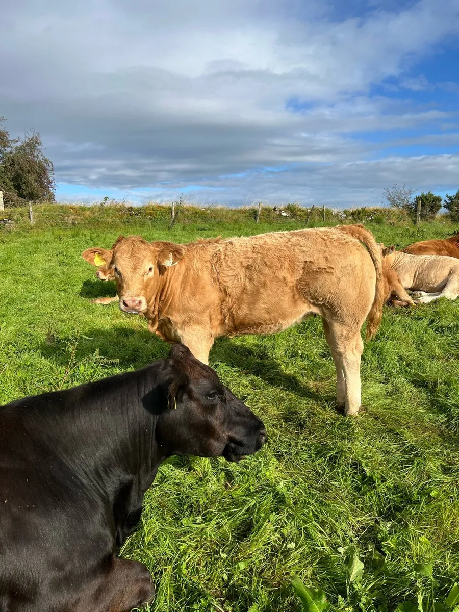 🌟BALLA 9th SEPT🌟 Super selection of weanlings - Image 4