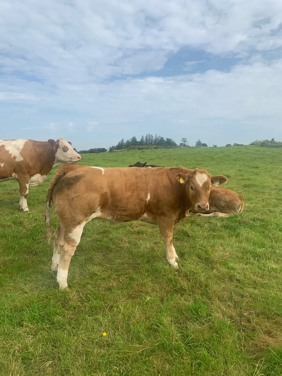🌟BALLA 9th SEPT🌟 Super selection of weanlings - Image 1