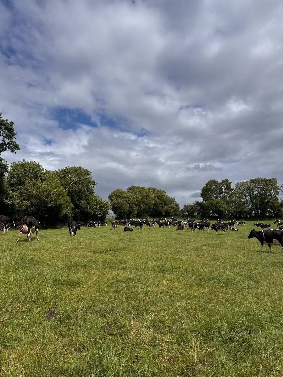Seeking partnership / share milking opportunity