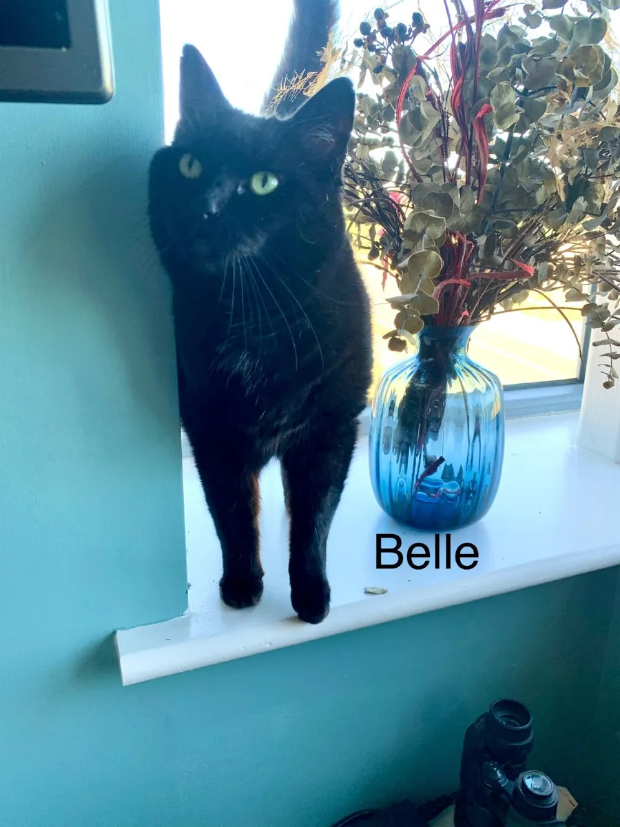 Our darling cats looking for their forever homes - Image 2