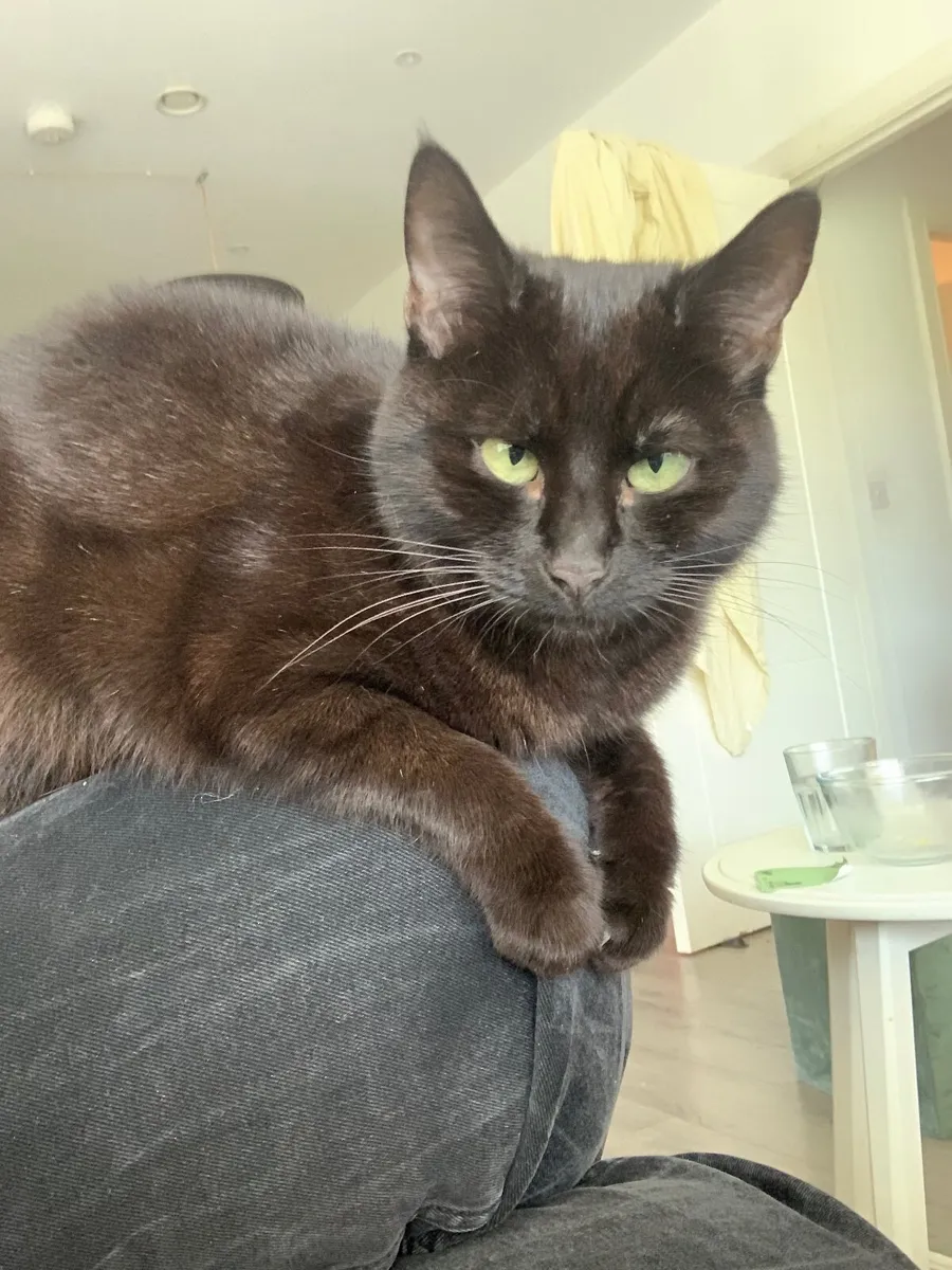 Our darling cats looking for their forever homes - Image 1