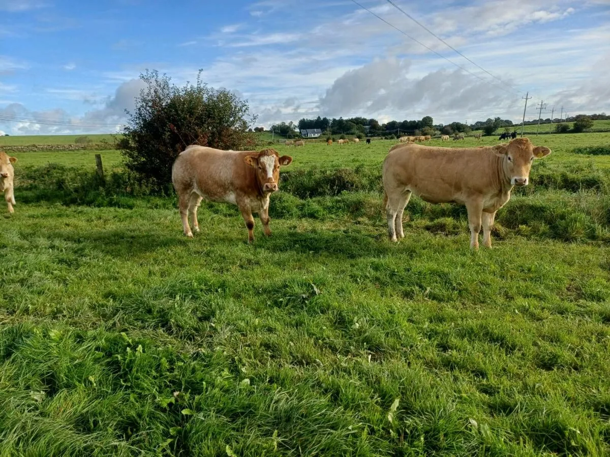 Quality heifers - Image 1