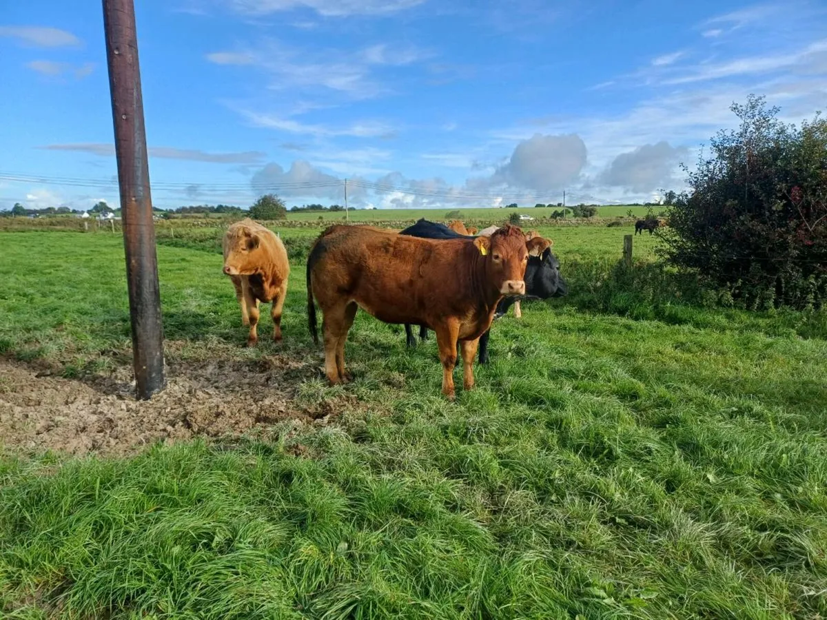 Quality heifers - Image 2