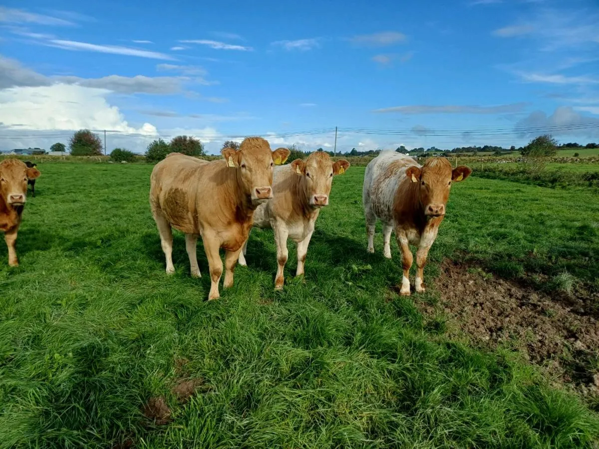 Quality heifers - Image 3