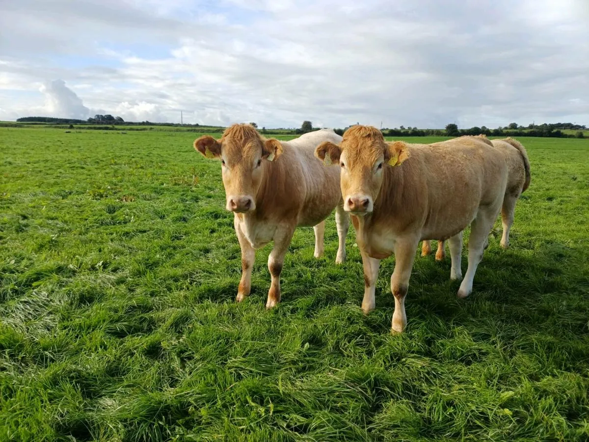 Quality heifers - Image 4