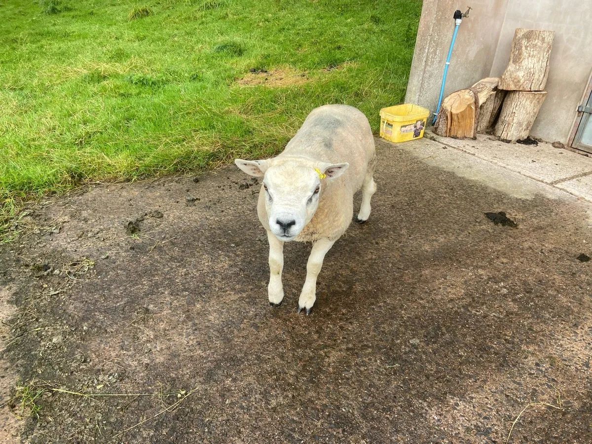 Texel ram - Image 1