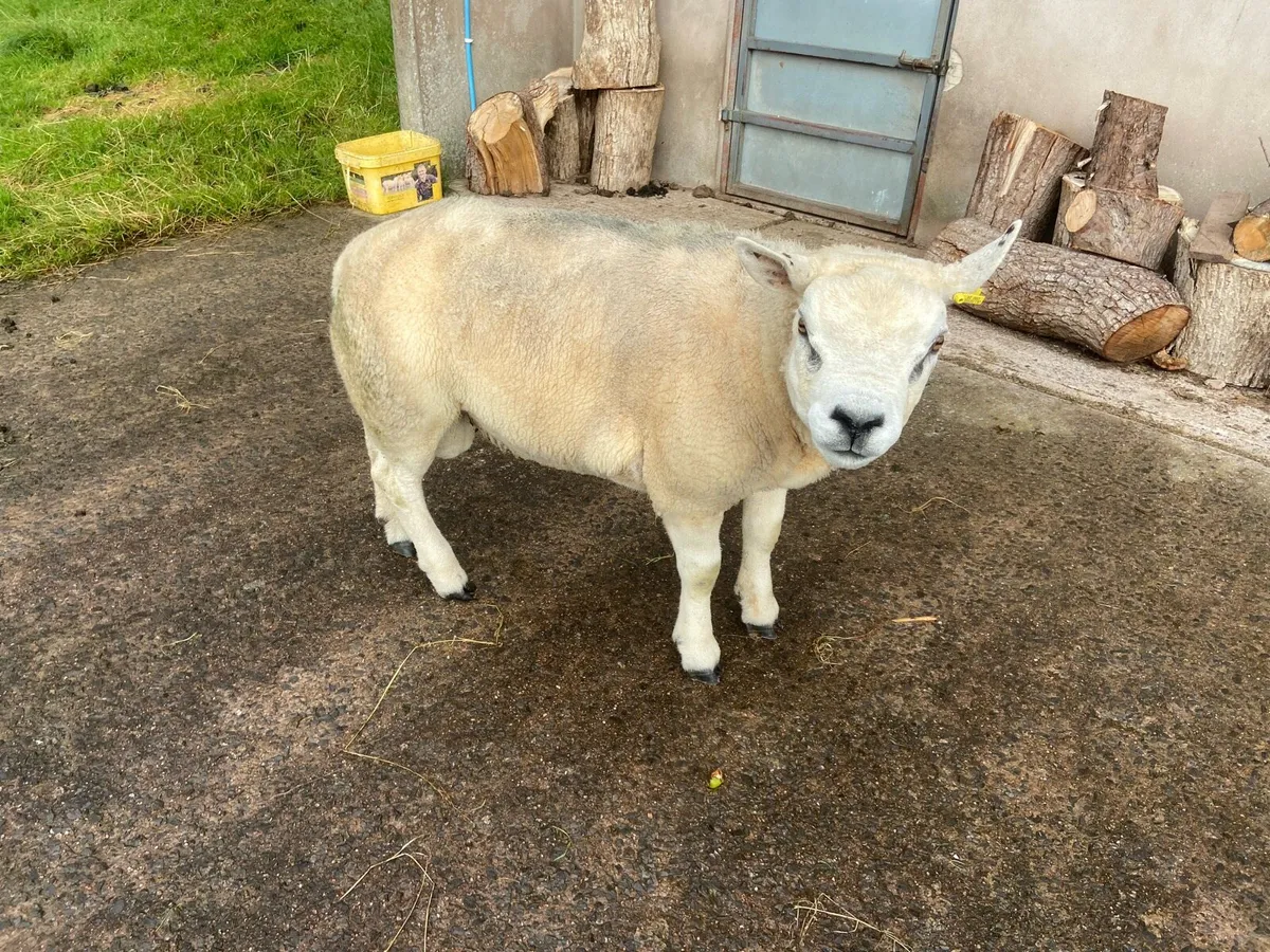 Texel ram - Image 2