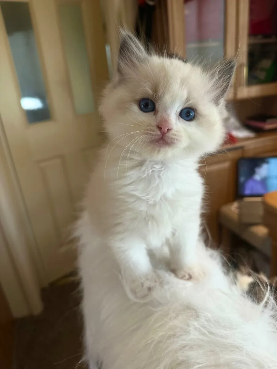 Exclusive Ragdoll Kittens | TICA Registered - Image 3