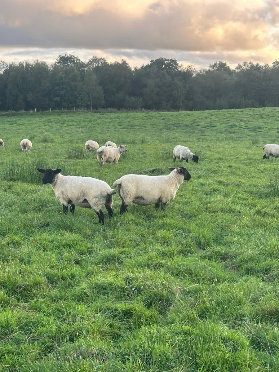 Hoggets - Image 2