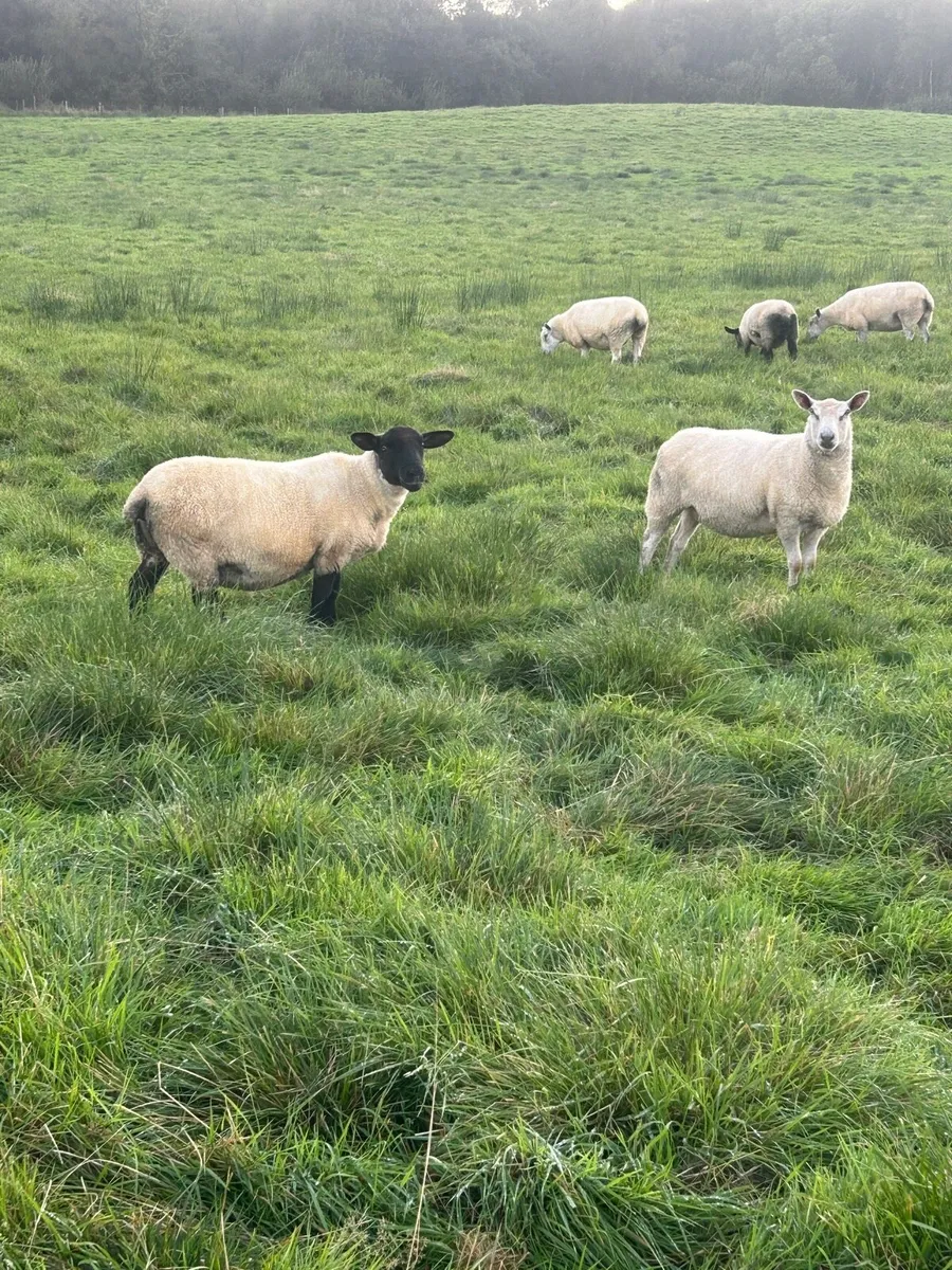 Hoggets - Image 4