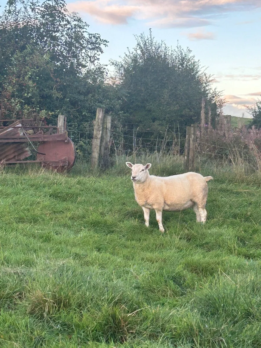 Hoggets - Image 1