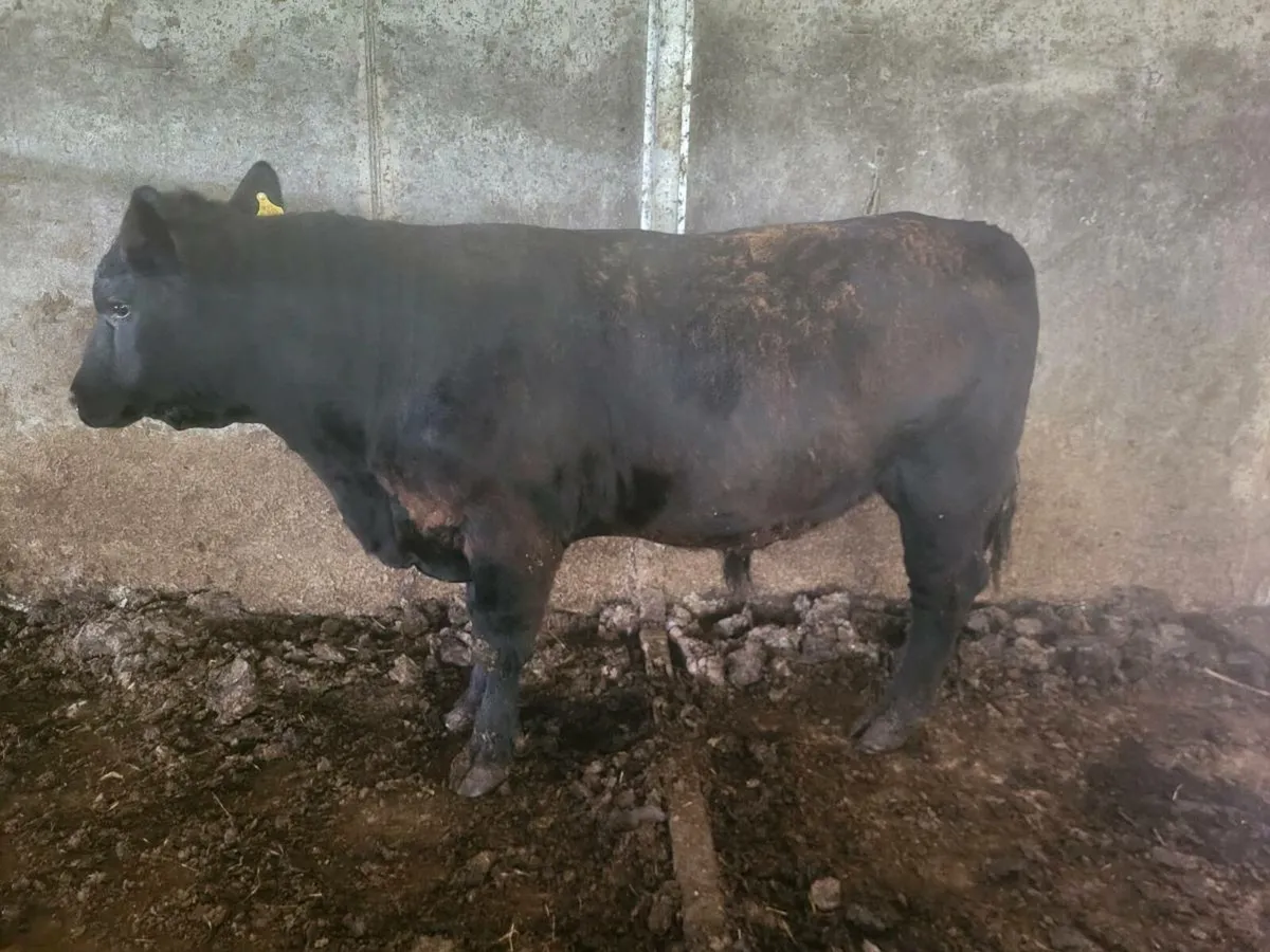 AA bull - Image 1