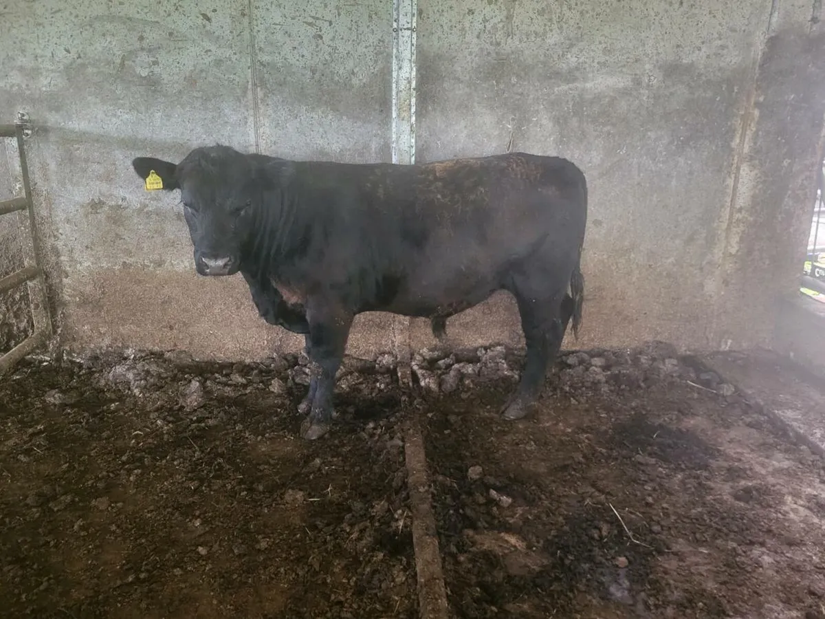 AA bull - Image 2