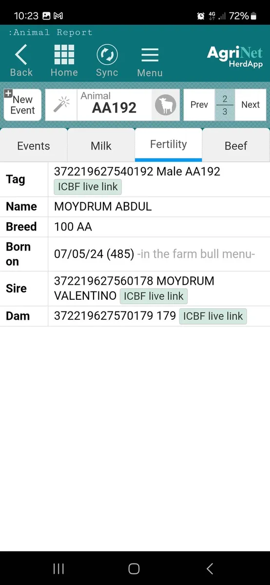 AA bull - Image 3