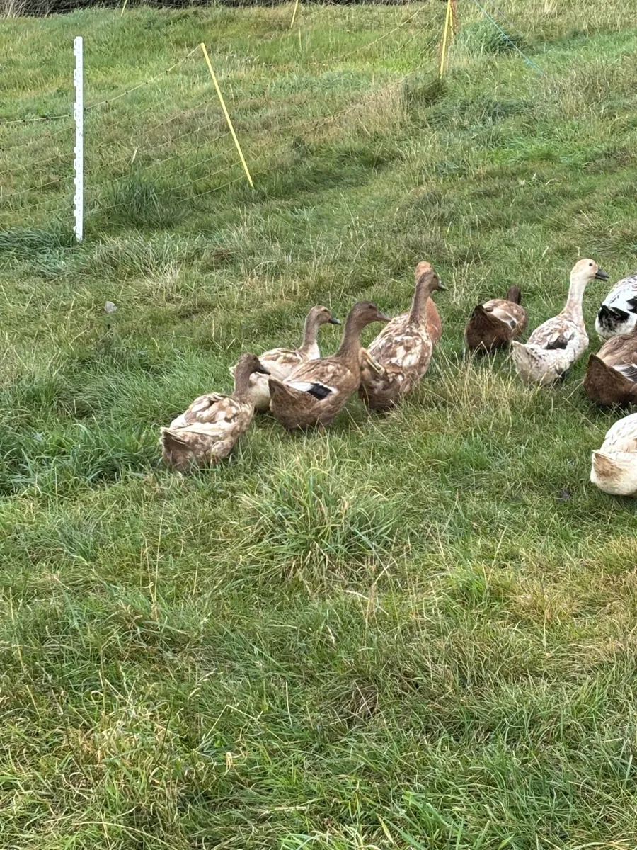 Khaki and Harlequin laying ducks - Image 2