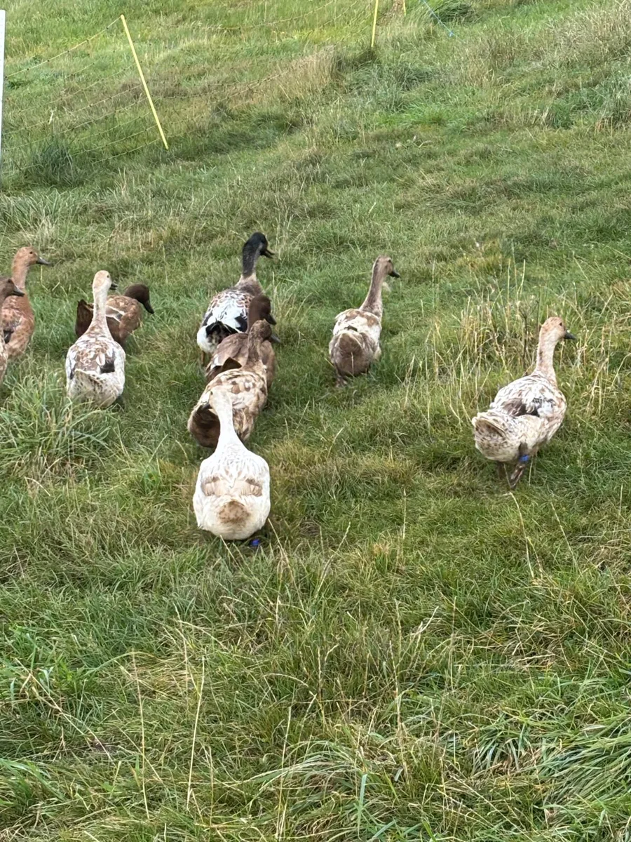 Khaki and Harlequin laying ducks - Image 3