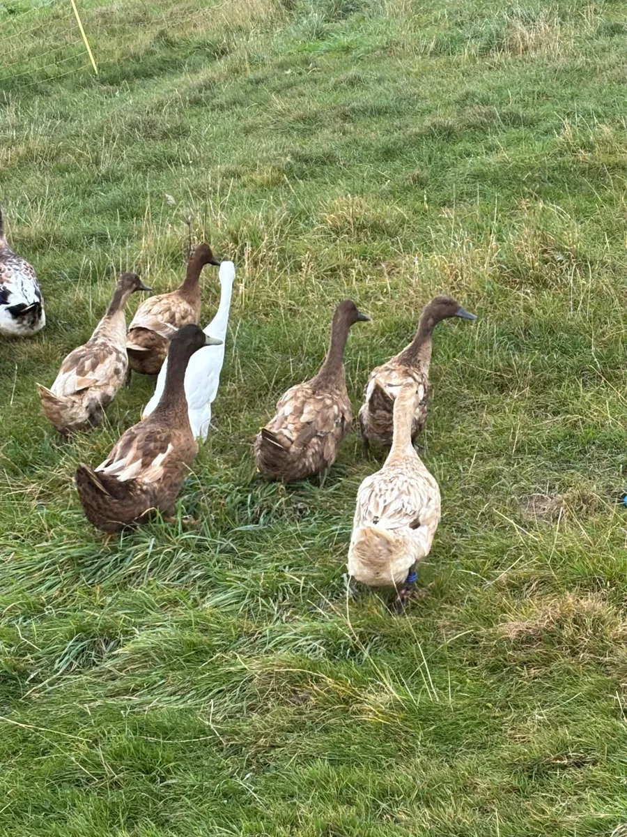 Khaki and Harlequin laying ducks - Image 4