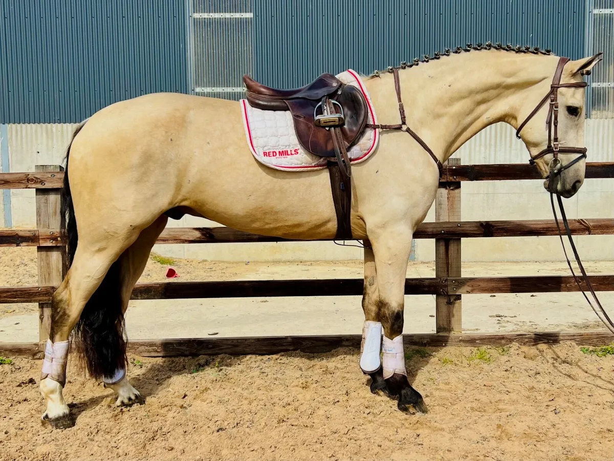 Eye catching dun gelding - Image 1