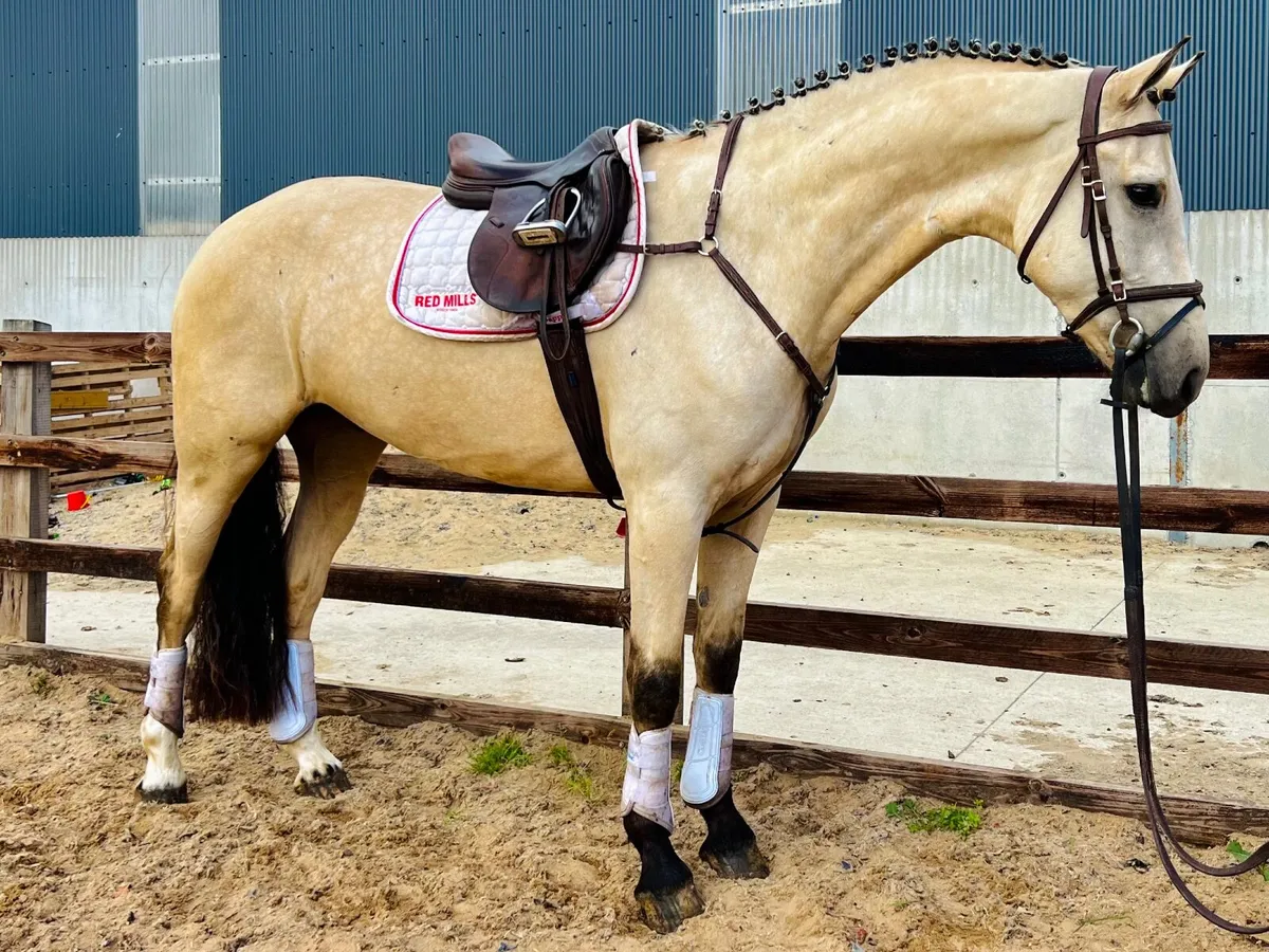 Eye catching dun gelding - Image 3