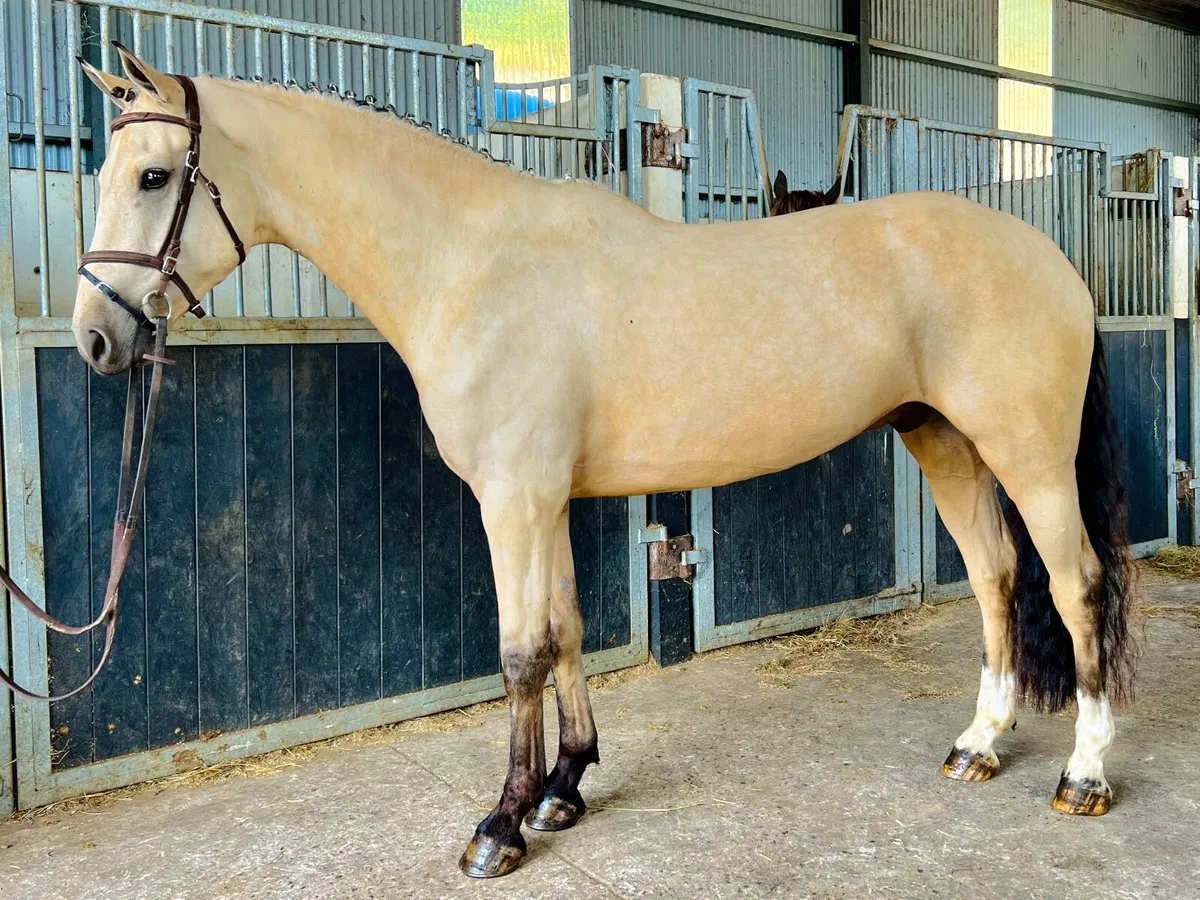 Eye catching dun gelding - Image 4