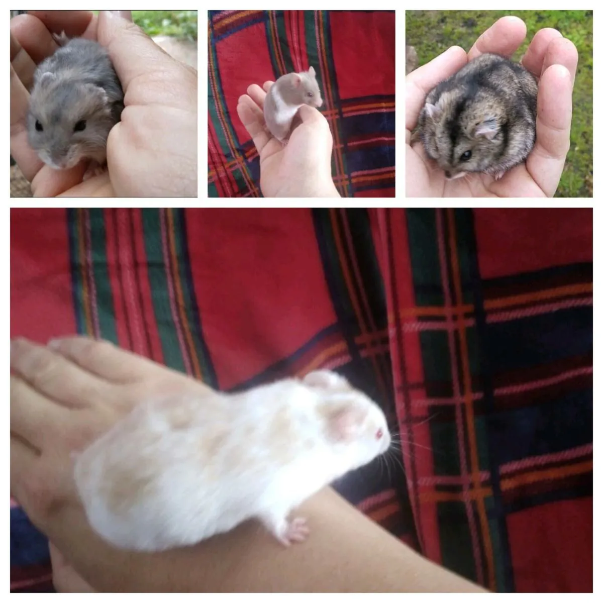 Baby Dwarf And Syrian Hamsters - Image 1