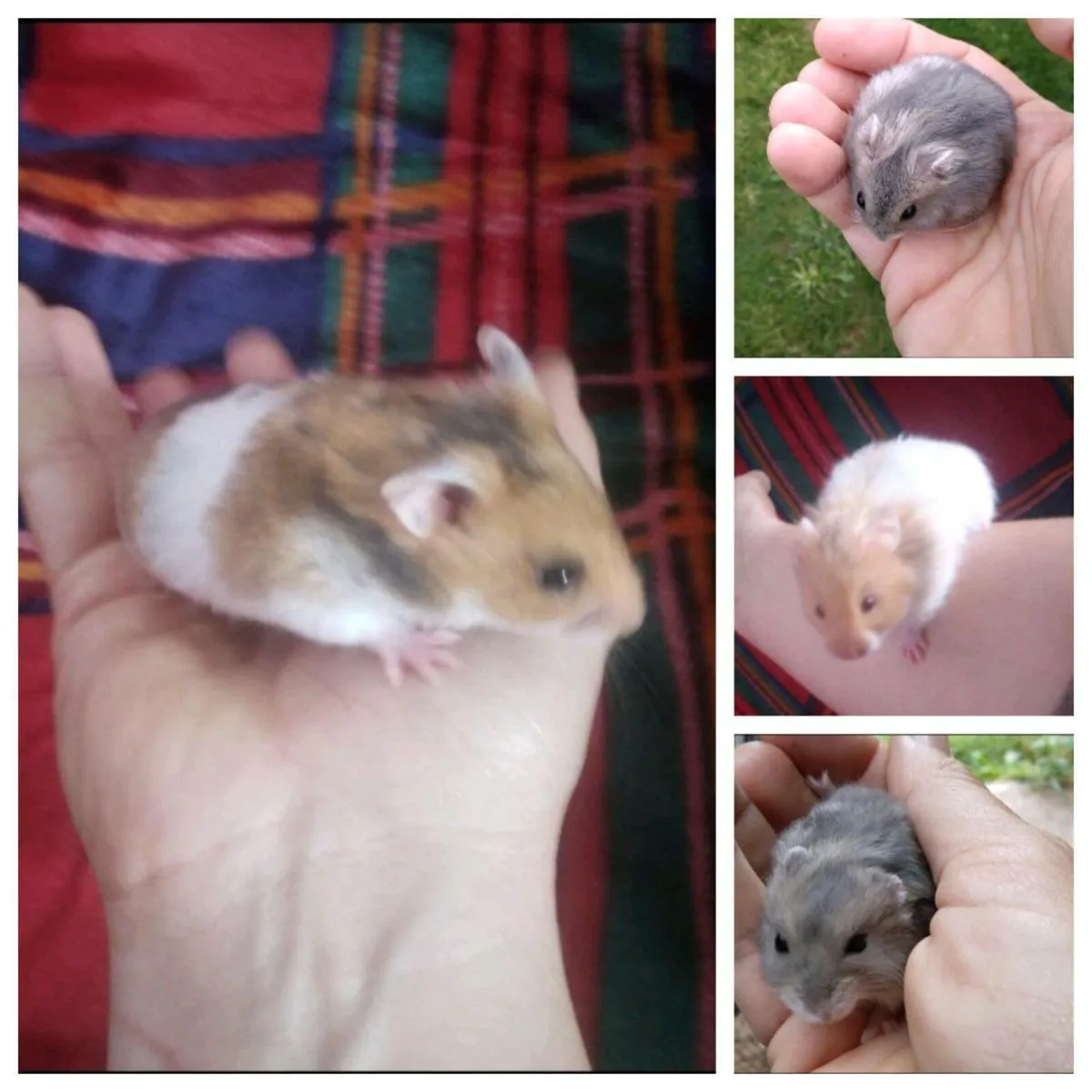 Baby Dwarf And Syrian Hamsters - Image 2
