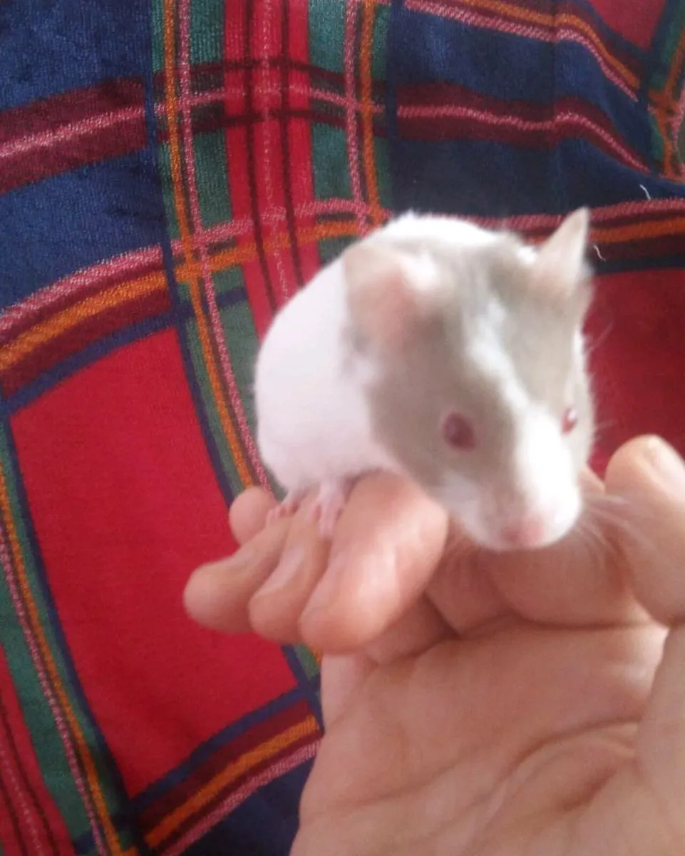 Baby Dwarf And Syrian Hamsters - Image 3