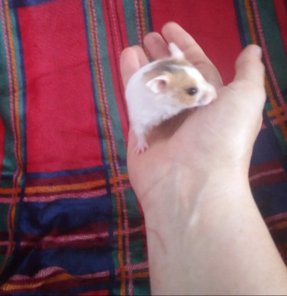 Baby Dwarf And Syrian Hamsters - Image 4
