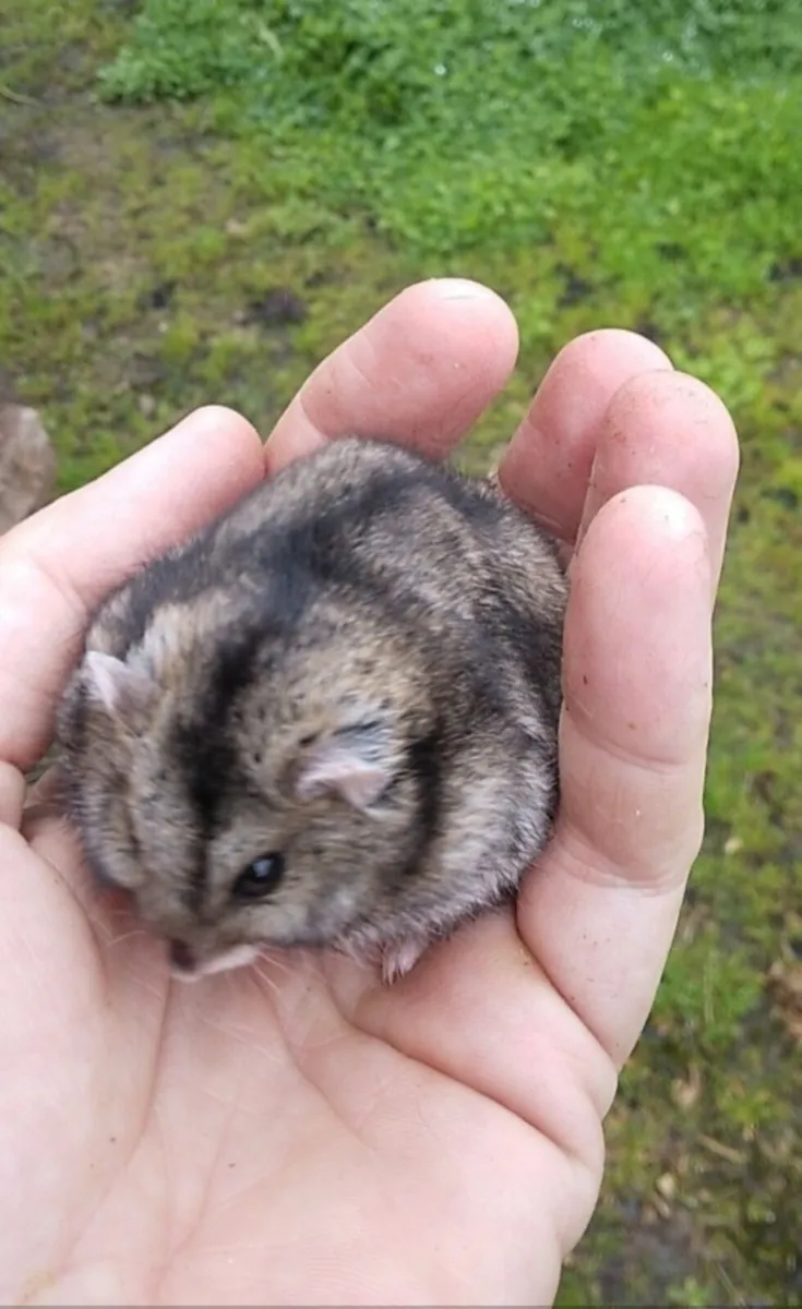 Baby Dwarf Hamsters - Image 1