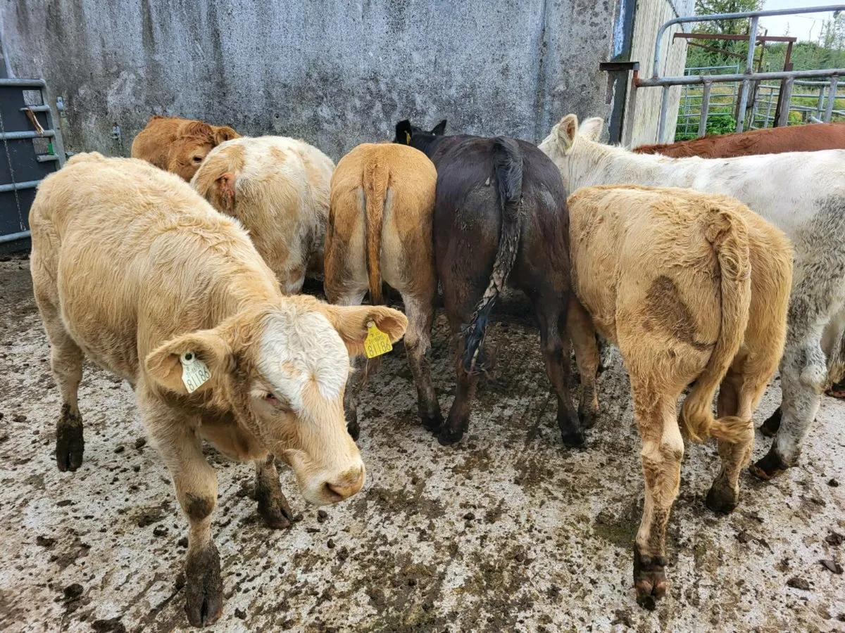 16 heifers - Image 1