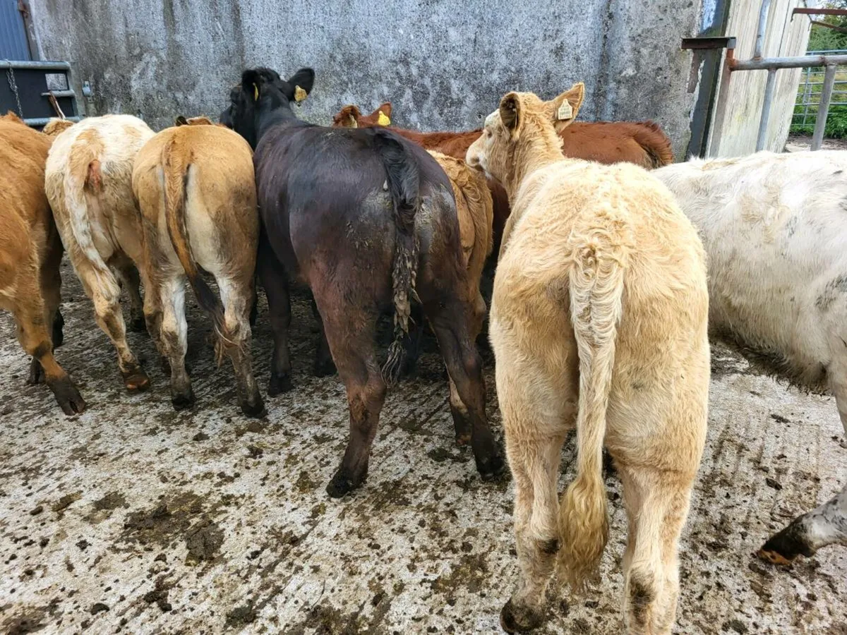 16 heifers - Image 2