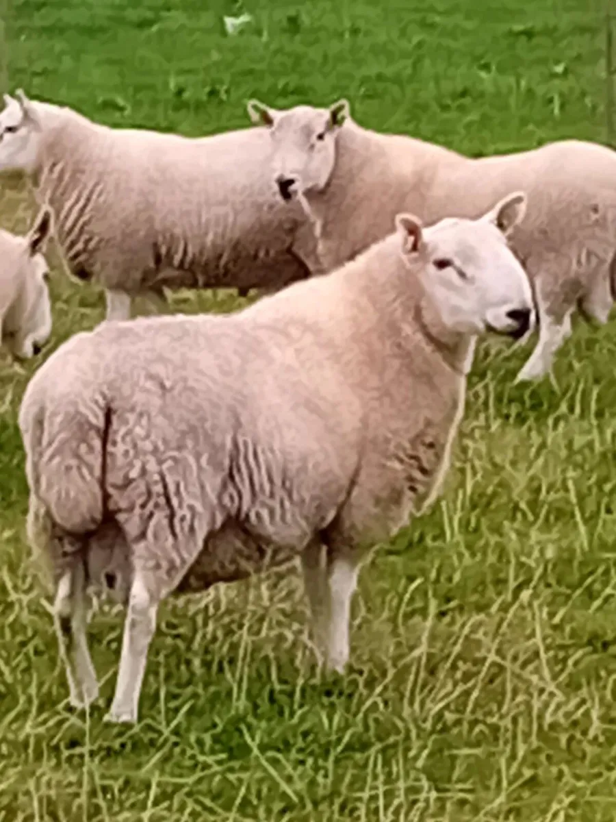 PBNR North Country Cheviot Rams - Image 2