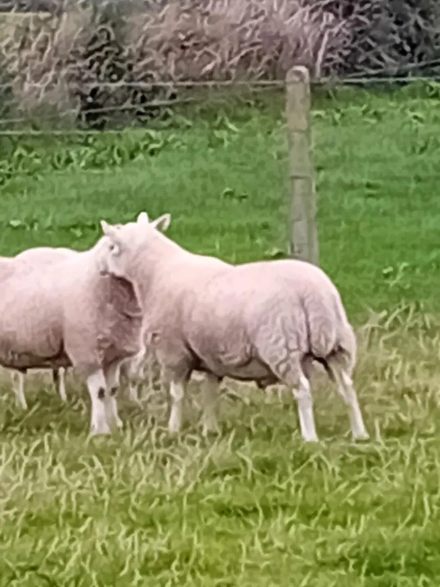 PBNR North Country Cheviot Rams - Image 3