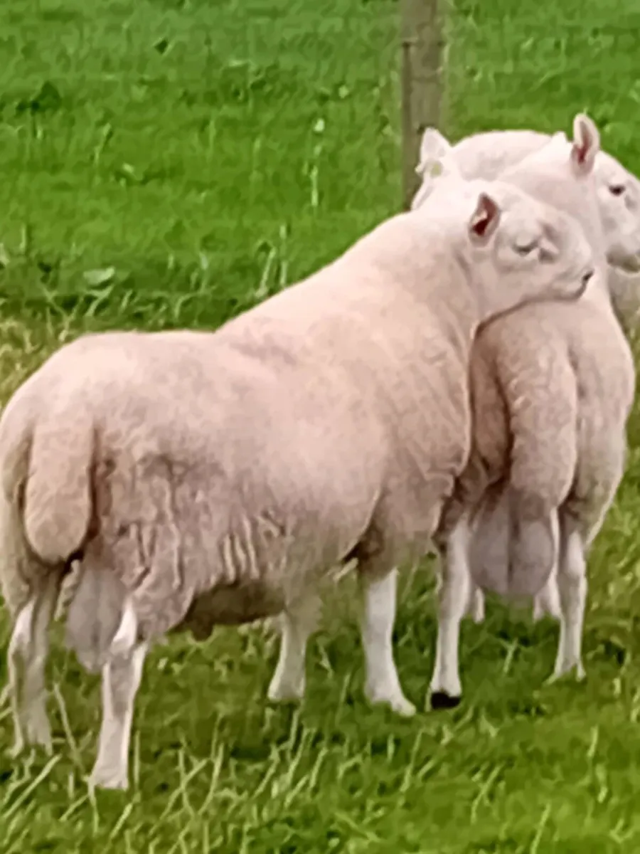 PBNR North Country Cheviot Rams - Image 4